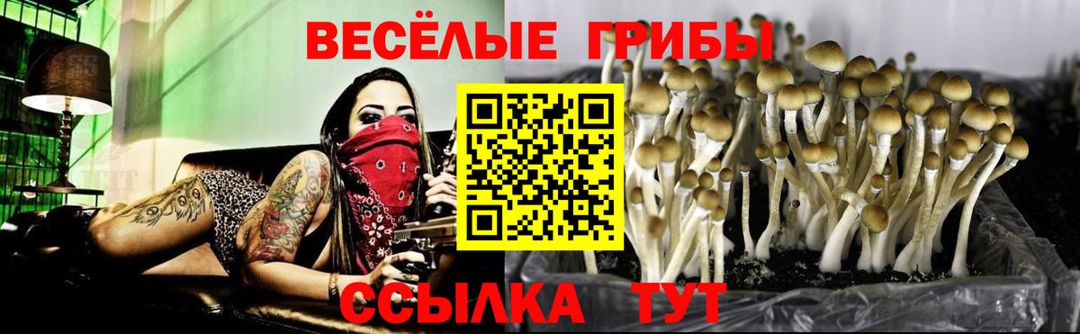 Чебаркуль  Галлюциногенные грибы Psilocybine cubensis  Вход с VPN 